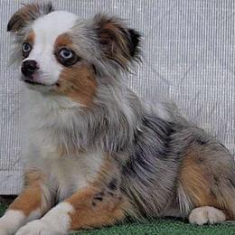 Miniature Australian Shepherds from BCK