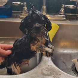 Samuel - Black and white male Shih Tzu puppy in Newport, Arkansas from Gina's Lil Zues and Yorkies Kennel