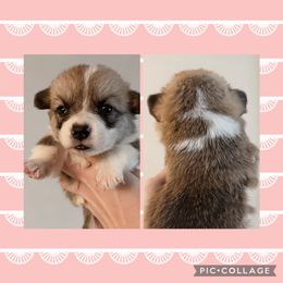Pink - Sable female Pembroke Welsh Corgi puppy in Ocala, Florida from Newlands Insane Danes and Corgis