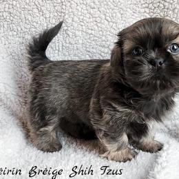 Shih Tzu Puppies from Beirin Breige Shih Tzus
