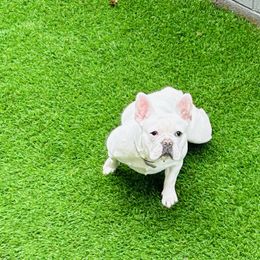 French Bulldog Puppies from French OG Los Ángeles