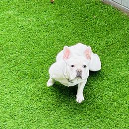 French Bulldog Puppies from French OG Los Ángeles