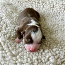 Dolly - Red tri female Toy Australian Shepherd puppy in Bristow, Iowa from Pine Ridge Toy and Mini Aussies