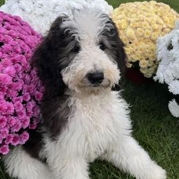 Poodles from Poocrew