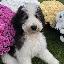 Poodles from Poocrew
