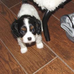 Male 1 - Tri-color male Cavalier King Charles Spaniel puppy in Harvard, Illinois from Lori's Cavalier King Charles Spaniels & Dachshunds