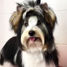 Rachel - Biewer Terrier