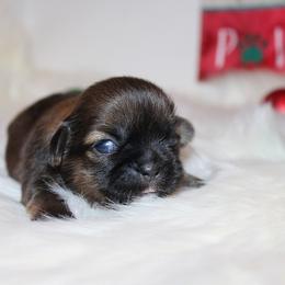 Girl 1 - Red and white female Shih Tzu puppy in Craig, Colorado from Rocky Mountain Shih Tzus and Dry Creek Miniature Dachshunds