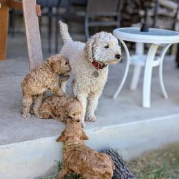Double Doodle and Goldendoodle Puppies from Big Red Paw Doodles