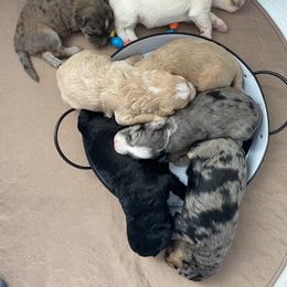 Sheepadoodle Puppies from Sarah Pearl’s Mini Sheepadoodles
