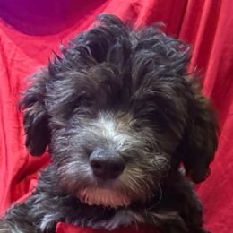 Mr Bart - Sable male Goldendoodle puppy in San Diego, California from Sensational Doodles