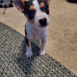 Rat Terrier Puppies from Country Rat Terriers