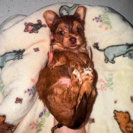 Wiskey - Gold female Yorkshire Terrier puppy in Cape Coral, Florida from Katherine’s Yorkies and Poodles