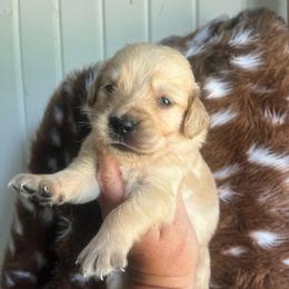 White collar - Golden female Golden Retriever puppy in Jesup, Georgia from Painted Platinum Retrievers (Painted Platinum Kennel) PPK