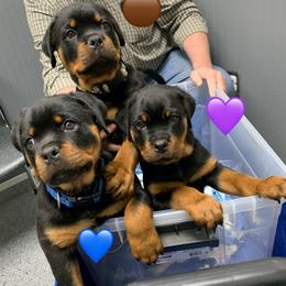 Rottweiler Puppies from Thomas Rotts