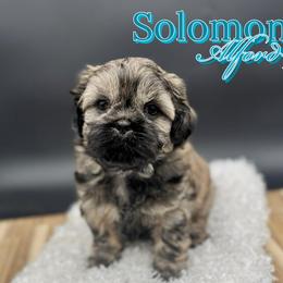 Shih Tzu Puppies from Loyal Tzu's