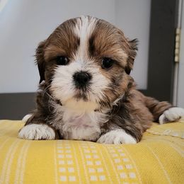 Rolly - Red and white Shih Tzu puppy in Wolcottville, Indiana from Ducky's Doodles