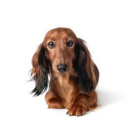 Selah - Dachshund