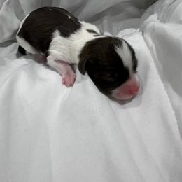 Winnie - Chocolate sable female Havanese puppy in Cadwell, Georgia from Hashtag Havenese