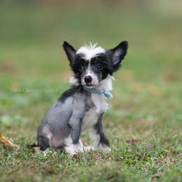 Popper HHL Female 3500 - Black and white female Chinese Crested puppy in Kentucky from Qilin Chinese Crested