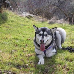 Freya - Alaskan Malamute