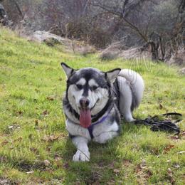 Freya - Alaskan Malamute