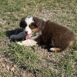 Girl 3 - Red tri-color female Miniature American Shepherd puppy in Cache, Oklahoma from Southern Charm Mini Aussies