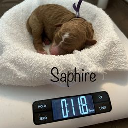 Assorted Doodle Crosses and Aussiedoodle Puppies from Parrish Precious Ones Missouri