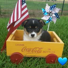 Blue boy - Sable male Pembroke Welsh Corgi puppy in Centre, Alabama from Walker's AKC Corgis