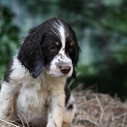 Fred - Liver and white male English Springer Spaniel puppy in Huntingdon, Pennsylvania from Leila Ferrucci