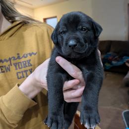 Girl 3 - female Xoloitzcuintli puppy in Tecumseh, Oklahoma from Junkyard Xolos
