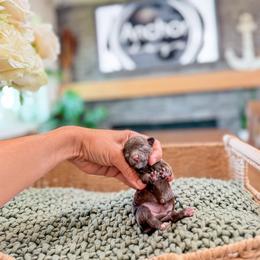 ..:: c i n n a m o n ::..    ( t e d d y  .::. b e a r ) - Brown female Poodle puppy in Hooper, Utah from Anchor Dogs