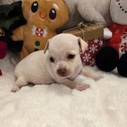 Runt - Cream and white male Chihuahua puppy in Fallon, Nevada from Blue Chihuahuas of Nevada