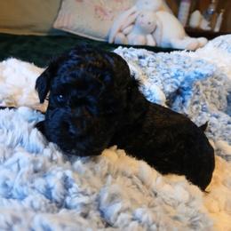 Fiona - Black female Havapoo puppy in Blanch, North Carolina from Faithful Hearts Kennel
