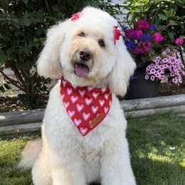 Pumpkin - Goldendoodle