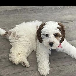 Mattie - Goldendoodle