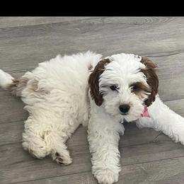 Mattie - Goldendoodle