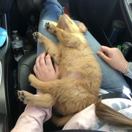 Golden Retriever Puppies from 3 Gun Retrievers