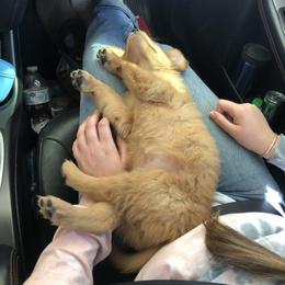 Golden Retriever Puppies from 3 Gun Retrievers