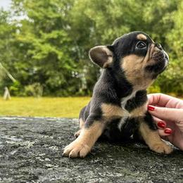French Bulldog Puppies from Kismet French Bulldogs