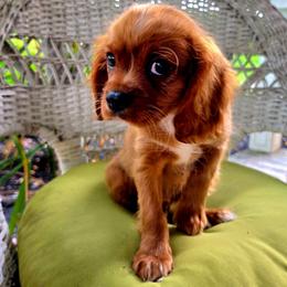 Hudson - Ruby male Cavalier King Charles Spaniel puppy in Watsontown, Pennsylvania from Huntsman Cavaliers
