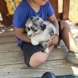 Australian Shepherd Puppies from Oro’z Farm Aussies