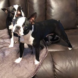 Nona - Boston Terrier