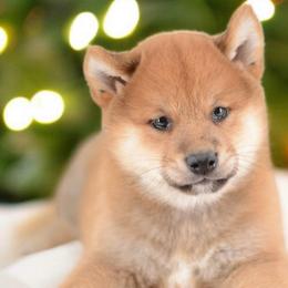 Boy 2 - Red male Shiba Inu puppy in Neosho, Missouri from Sunny Terrace Shibas