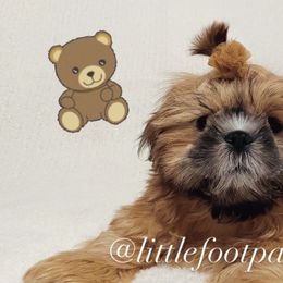 Freedom - Black and tan male Shih Tzu puppy in Texas from Little Foot Paws 🐾