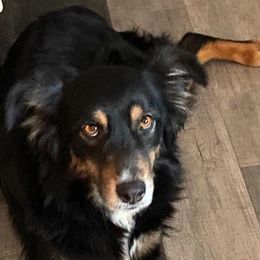 Kahlua - Australian Shepherd