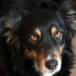 Kahlua - Australian Shepherd