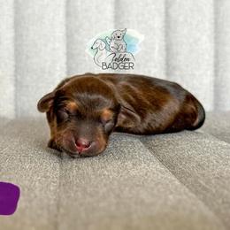 Purple Collar - Red female Dachshund puppy in Cheyenne, Wyoming from Golden Badger Kennels