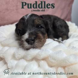 Puddles - female Australian Mountain Doodle puppy in Escondido, California from North County Doodles