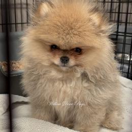 Whisky - Orange male Pomeranian puppy in Coram, New York from Willow Dove Pugs